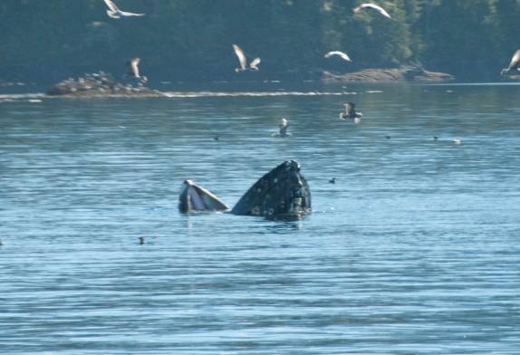 Baleia experimenta novas técnicas de pescaria com sua enorme boca aberta, durante passeio de barco em Telegraph Cove, na Vancouver Island, na Columbia Britânica, costa oeste do Canadá